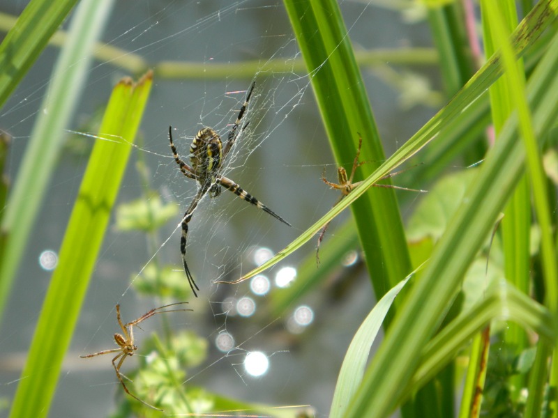 Argiope bruennichi in corteggiamento?